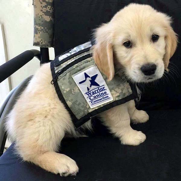 puppy service dog in training wcc