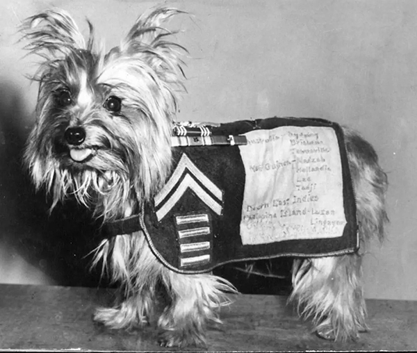 therapy dog for usa soldiers