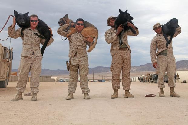 war dogs in Iraq<br />
